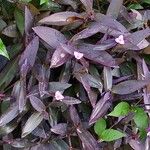 Tradescantia spathaceaLeaf