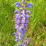 Salvia pratensis Blomst