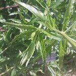 Rubia tinctorum পাতা