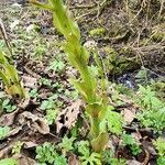 Petasites frigidus Blad