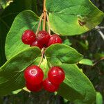 Lonicera xylosteum Fruit