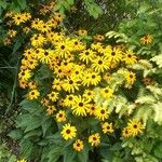 Rudbeckia fulgida Habitus