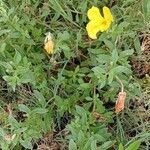 Oenothera drummondii Blatt