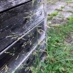 Agrostis gigantea Кветка