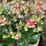 Kalanchoe miniata फूल