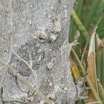 Commiphora pyracanthoides Bark