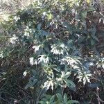 Oxera brevicalyx 葉