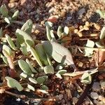 Atriplex portulacoides Habitat