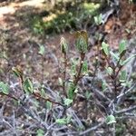 Shepherdia canadensis Leaf