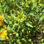 Hypericum kalmianum Fruto