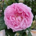 Rosa gallica花