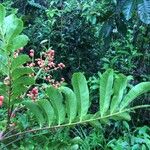 Mosquitoxylum jamaicense Blomst