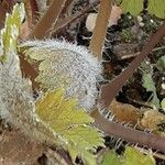 Macleaya cordata Blatt