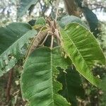 Croton megalocarpus Blatt