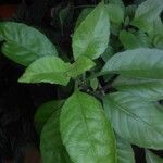 Gynura procumbens Folha