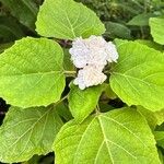 Clerodendrum chinense Flower