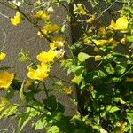 Kerria japonica Frunză