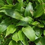 Hosta longipes Листок