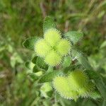 Cynoglossum creticum Fruit