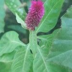 Celosia argenteaЦвят