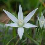 Ornithogalum armeniacum