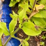 Petunia × atkinsiana Листок