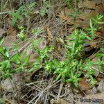 Galium porrigens Hábito