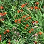 Crocosmia × crocosmiifloraÇiçek