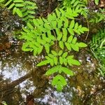 Osmunda regalisLeaf