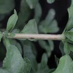 Salvia × jamensis Bark