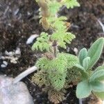 Teucrium botrys Leaf