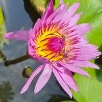 Nymphaea nouchaliBlüte