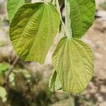 Grewia asiatica Leaf