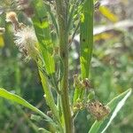 Erigeron bonariensis Blad