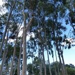 Eucalyptus citriodora Vekstform
