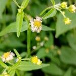 Galinsoga parviflora Flower