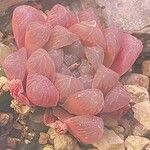 Haworthia cooperi Blatt