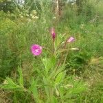 Epilobium parviflorumFlor