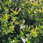 Turraea mombassana Λουλούδι