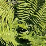 Dryopteris oreades आदत