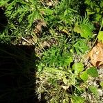 Papaver alpinum Frunză