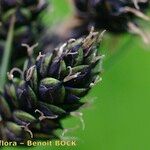 Carex atrata Frucht