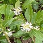 Pachysandra terminalisBeste bat