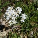Achillea clavennae Flower