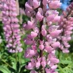 Lupinus × regalis Λουλούδι