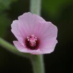 Pavonia urens Flower