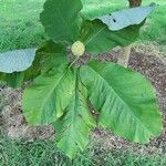 Magnolia macrophylla Leaf