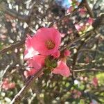 Chaenomeles japonica Çiçek