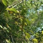 Viburnum lentago Frucht