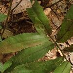 Bolbitis auriculata Leaf